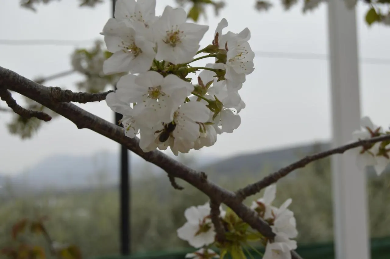 Holiday home Casa Carmesi Villa Arriate